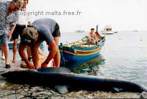 Copyright malta.free.fr - Tous droits réservés
