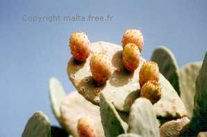 Copyright malta.free.fr - Tous droits réservés